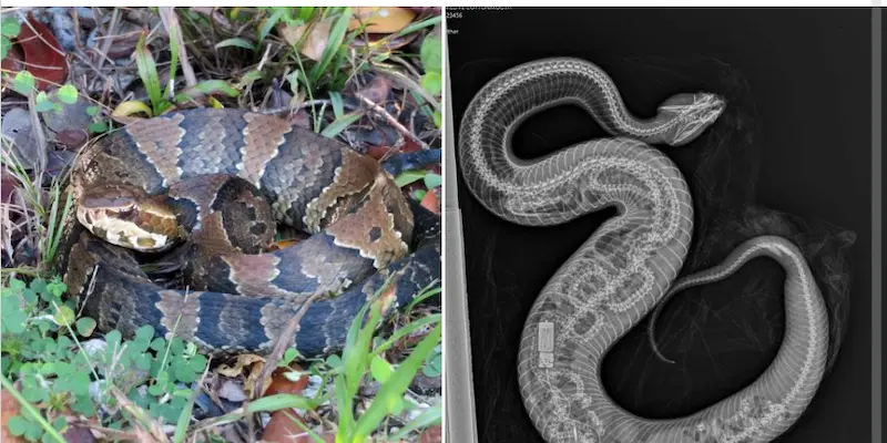 Un nuevo y poderoso depredador ataca a las pitones birmanas en los Everglades de Florida 3 Everglades National Partk