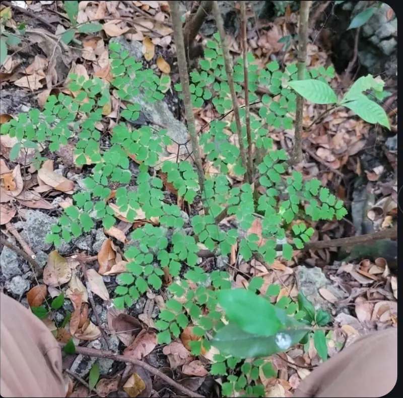 The Urgent Fight to Save Miami-Dade's Last Green Frontier by 2025: Redland 2 La Lucha Urgente por Salvar la Última Frontera Verde en Miami-Dade en el 2025: RedlandThe Urgent Fight to Save Miami-Dade's Last Green Frontier by 2025: Redland
