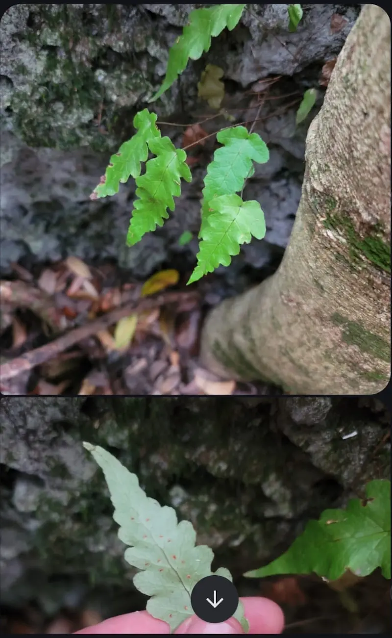 The Urgent Fight to Save Miami-Dade's Last Green Frontier by 2025: Redland 3 La Lucha por Salvar la Última Frontera Verde en Miami-Dade: RedlandThe Fight to Save Miami-Dade's Last Green Frontier: Redland