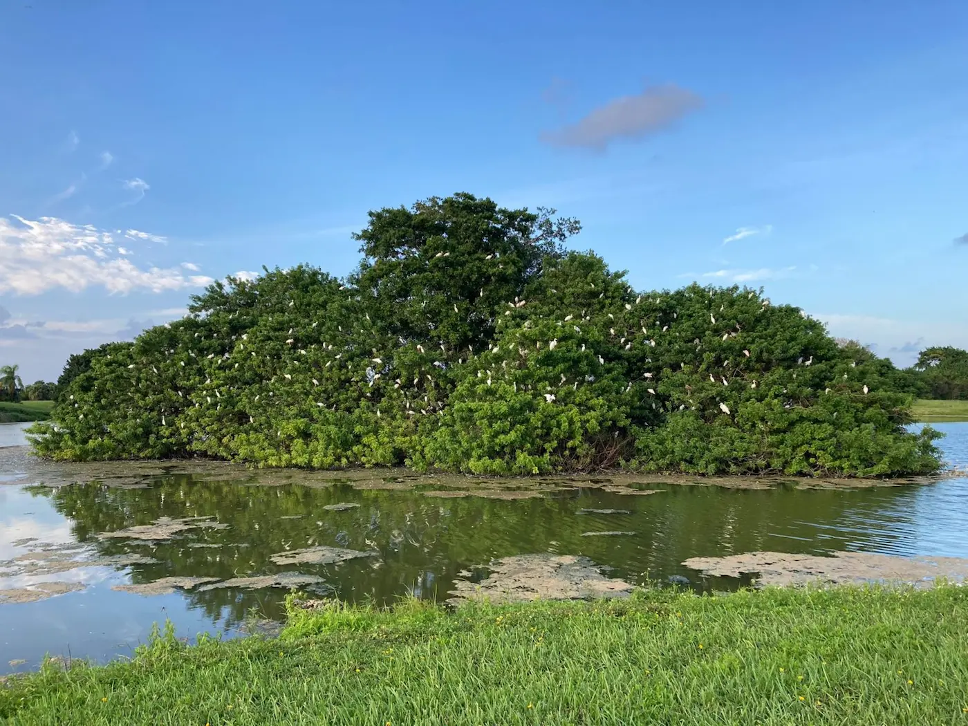 SaveCalusa